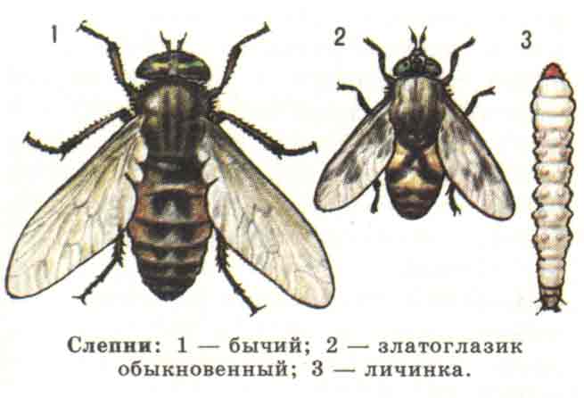 Жизненный цикл слепня схема